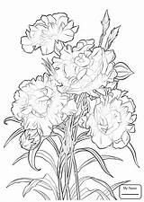 Coloring Flower Pages Carnation Ohio State Flowers Printable Scarlet Drawing Rose Drawings Hawaii Adult Colouring Getdrawings Sheets Maintaining Wellness Cardinal sketch template