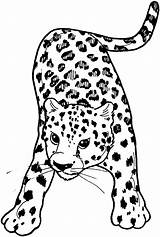 Coloring Leopard Snow Pages Kids Popular sketch template