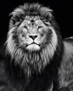 beste afbeeldingen van tattoo   wild animals big cats en lion  judah