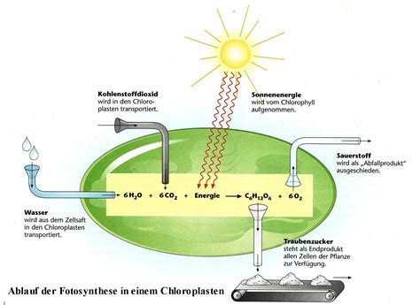 fotosynthese biologie sonnenenergie lernen