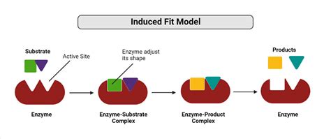 induced fit model definition mechanism advantages