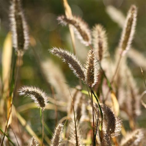 dry grass seed heads picture  photograph  public domain