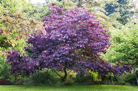 bestel cercis canadensis forest pansy judasboom voordelig bij
