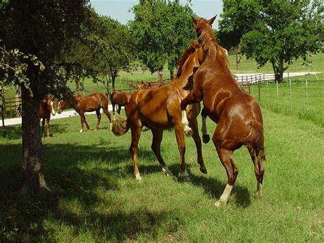 studs  play horses animals outdoor