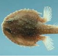 Afbeeldingsresultaten voor "dibranchus Atlanticus". Grootte: 193 x 111. Bron: www.fishbase.se