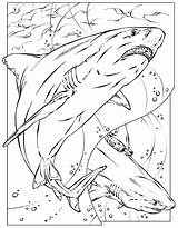 Shark Coloring Pages Megalodon Printable Color Basking Print Kids Adult Animals Realistic Sheet Adults Colouring Great Nurse Bruce Sheets Animal sketch template