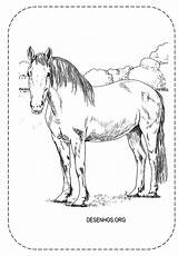 Colorir Cavalos Realistas Imprimir Cavalo Realista sketch template