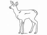 Biche Doe Printable Rehkitz Coloriages Animals Reh 1143 Fawn Zeichnen Malvorlage Faon sketch template