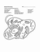 Coloring Cell sketch template