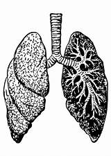 Lungs Coloring Pages Edupics sketch template