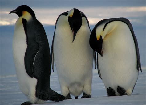 emperor penguins endangered penguins blog