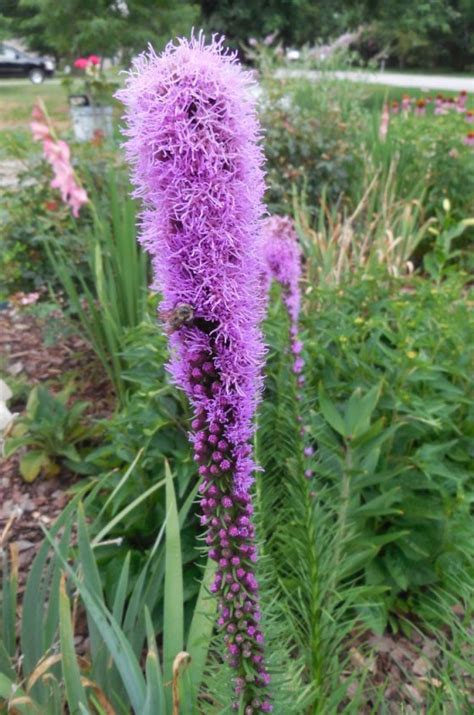 tips  growing liatris attract bees   magnet