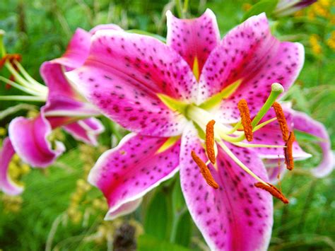 pink stargazer lily  photo  freeimages