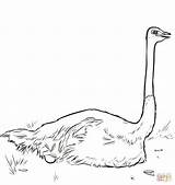 Ostrich Coloring Pages Nesting Printable Drawing Categories sketch template