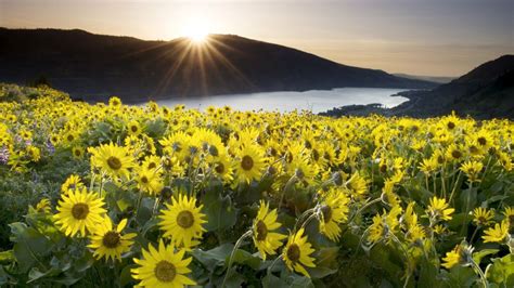 balsamroot columbia river gorge oregon  landscape photography