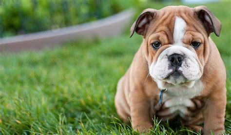 dog breeds    cutest puppies