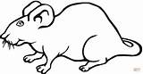 Rat Coloring Pages Rats Colouring Printable Mask Drawing Color Silhouettes Supercoloring sketch template