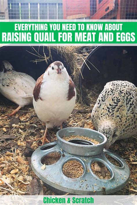 Breeding Quail Eggs Breeding Mania