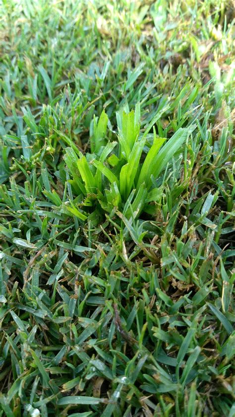type  grass   lawncare