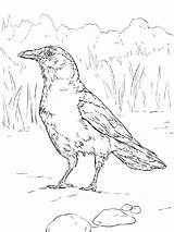Coloring Pages Crows Birds Crow sketch template
