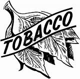 Tobacco Clipart Leaf Vector Stock Clip Tabaco Illustrations Illustration Clipground Vectors Use sketch template