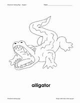Alligator Preschool Coloring Worksheet Reviewed Curated Lessonplanet sketch template