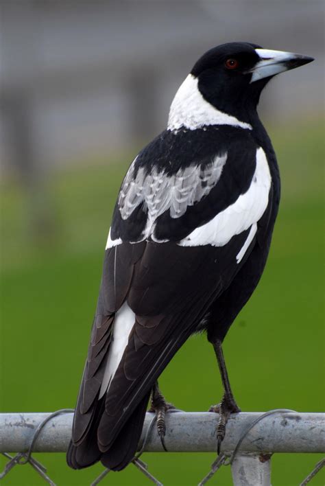australian magpie new zealand birds online