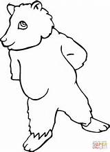 Brown Coloring Bear Pages Cartoon Standing Bears Drawing Printable Getdrawings Supercoloring Categories sketch template
