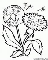 Coloring Flowers Pages Taraxacum Gif sketch template