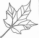 Coloring Leaves Fall Pages Azcoloring Leaf Template sketch template