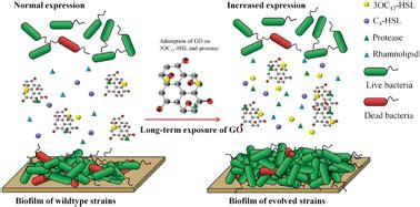interference   lethal levels  graphene oxide  biofilm
