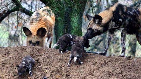 vier zeldzame wilde honden geboren  safaripark beekse bergen omroep brabant