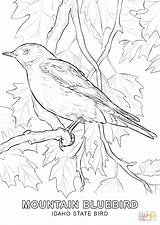 Coloring Bird State Pages Nevada Bluebird Idaho Birds Mountain Color Printable Blossom Drawing Flower Apple Flowers Adult Supercoloring Colouring Rocky sketch template