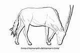 Gemsbok Drawing Getdrawings sketch template