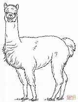 Alpaca Coloring Pages Printable Template Cute sketch template
