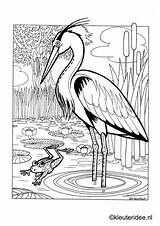 Kleurplaat Reiger Oiseaux Kuikens Eend Heron Kleuteridee Sloot sketch template