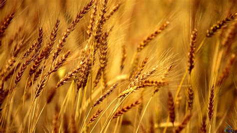 barley  bulgaria types benefits   export
