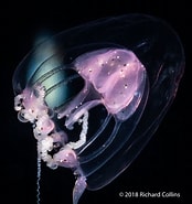 Image result for Merge violacea Order. Size: 174 x 185. Source: www.marinespecies.org