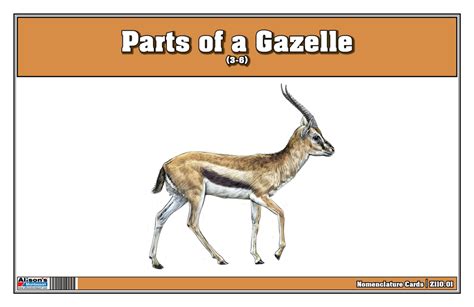 montessori materials parts   gazelle printed