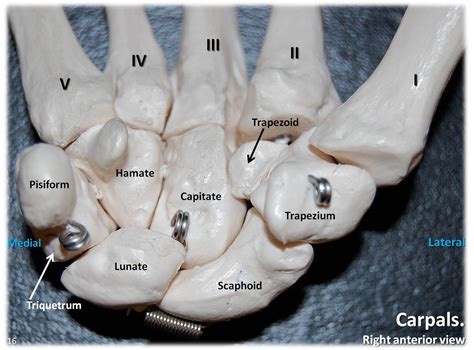 carpals anterior view  labels appendicular skeleton visual atlas