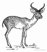 Antelope Drawing Getdrawings sketch template