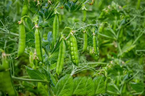 pea plants care growing guide