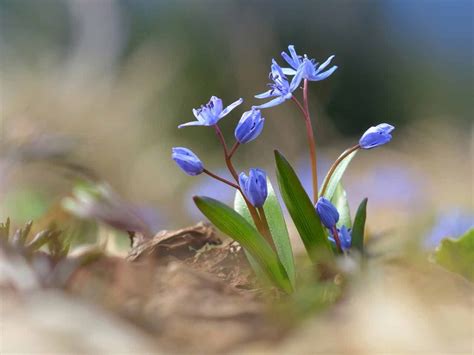 scilla   grow  blue bulbs  lovely  spring spring