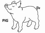 Pig Coloring Pages Cartoon Flying Pigs Easy Adult Cliparts Drawing Simple Cute Sketch Clipart Happy Animals Template Passover Fly Rocks sketch template