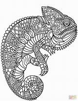 Zentangle Chameleon Kameleon Kolorowanka Kolorowanki Druku Kleurplaat Dzieci Kleurplaten Vorlagen Relaxing Drukuj sketch template