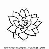Succulent Suculentas Suculento Cactus Ultracoloringpages Blanco sketch template