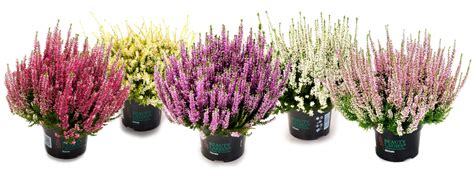 calluna vulgaris beauty ladies mix plant wholesale floraccess