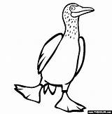 Footed Blue Booby Clipart Coloring Boobie Designlooter Drawings 37kb 563px Clipground 20clipart sketch template
