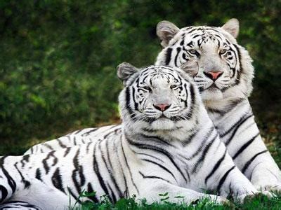 gambar raja harimau putih gambar keren