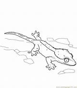 Lizard Crested Gecko Coloring Pages Reptile Online Printable Color sketch template